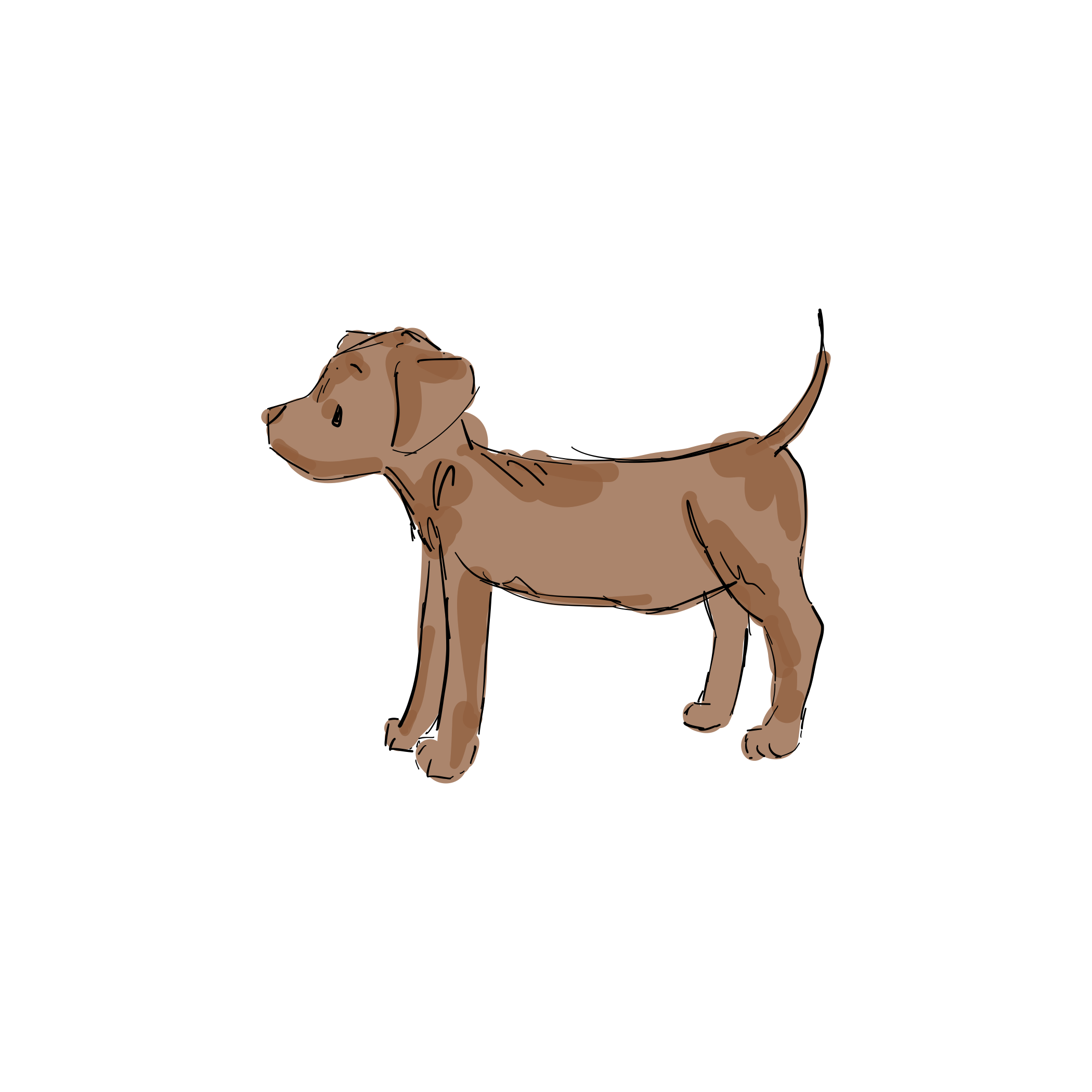 Hund illustration